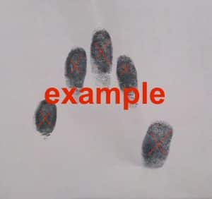 fingerprints skck example
